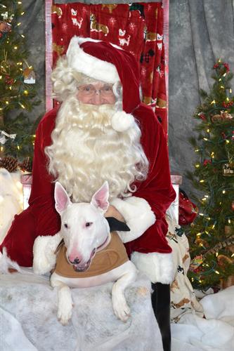 Blazing Bullet with his Santa Paws photo - 2017