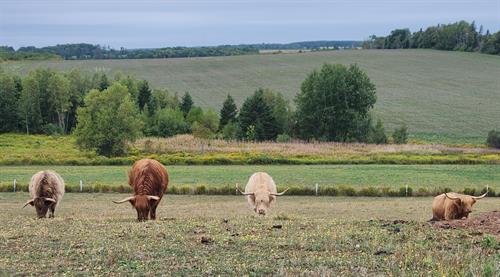Our Highland Cows Our Highland Cows