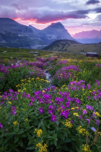 Gallery Image Glacier_Wildflowers_sm.jpg