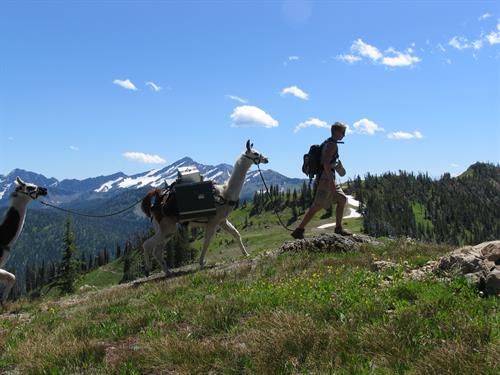 A llama trek is a great way to get out and see the stunning beauty of Northwest Montana 