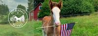 Stars and Stripes Clydesdale Adventure: 4th of July Tractor-Pulled Wagon Ride