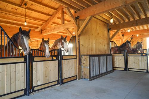 Clydesdales at Clydesdale Outpost