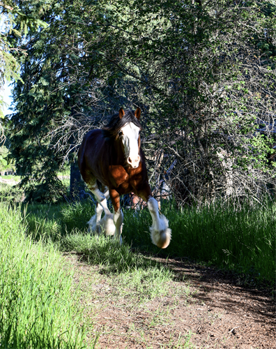 Clydesdale Running through Forest at Clydesdale Outpost