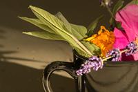 Herbal Allies for Gut Health