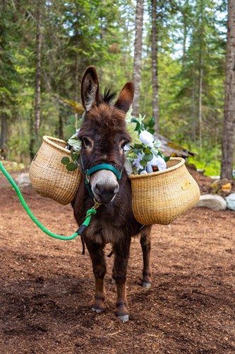 Whitefish Beverage Burro