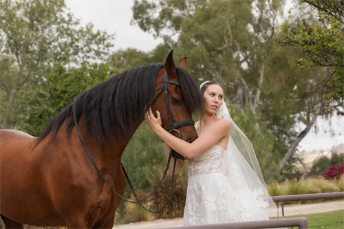 Montana Wedding Horse