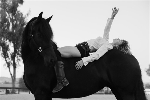 Montana Movie Horse