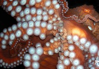 The Maine Event Fundraiser