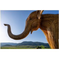 THE GREAT ELEPHANT MIGRATION ARRIVES IN LIVERMORE, CA
