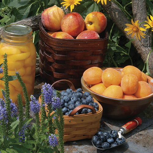Grandmas Homestead Restaurants Canned Peaches