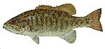 Gallery Image ztn_smallmouth_bass.jpg Gallery Image ztn_smallmouth_bass.jpg