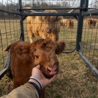 Meet, Brush, and Snap a Photo with a Highland Cow at Snack Town Street Fair