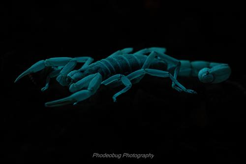 Gallery Image Desert_Critter_Lurking.jpg