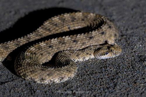 Gallery Image Sidewinder.jpg