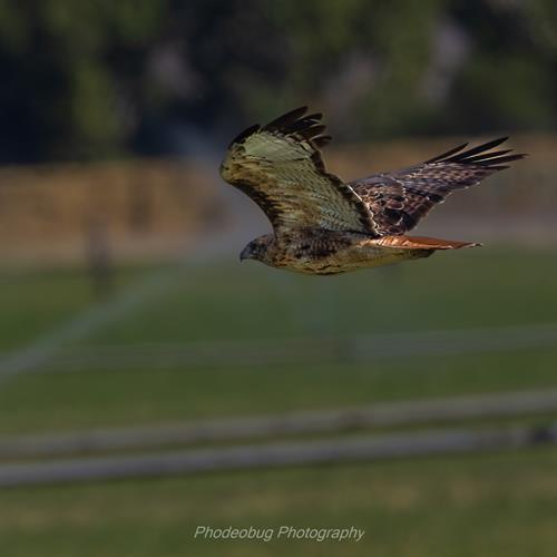 Gallery Image The_Watchful_Hunter.jpg