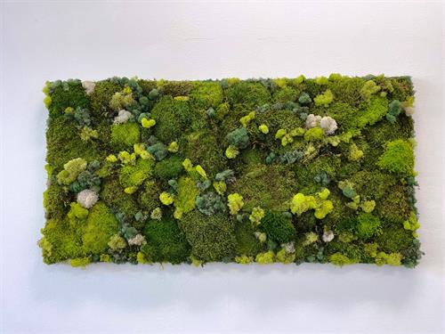 Natural Preserved Moss - Designed by Miami Moss Art