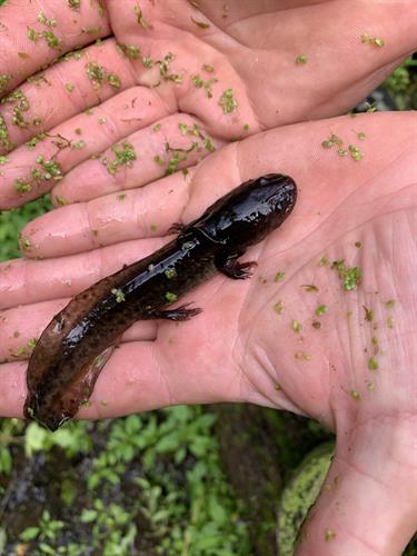 Salamander larvae