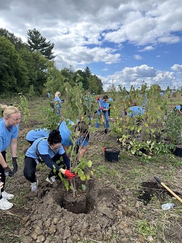 Volunteers planting trees 
