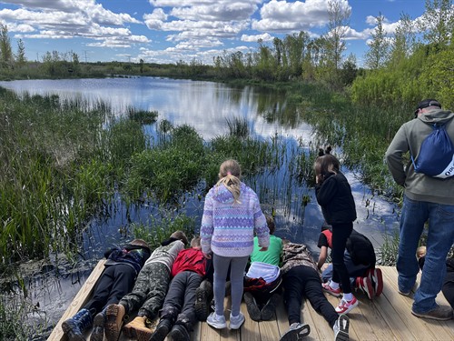 Wetland boardwalk