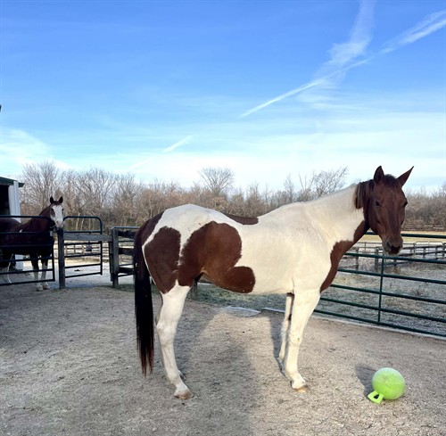 Two of the horses on our therapy team