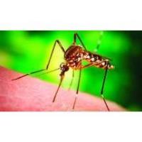 The Zika Virus - Be Tomball Ready Monthly Lunch Presentation