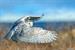 On Silent Wings The Magic of the Snowy Owl