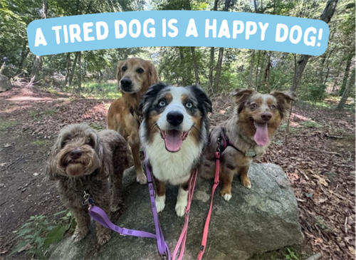 This pack hike had fun!