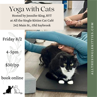 Yoga and Meditation with Cats