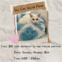 Shy Cat Social Hour