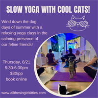 Slow Yoga with Cool Cats!