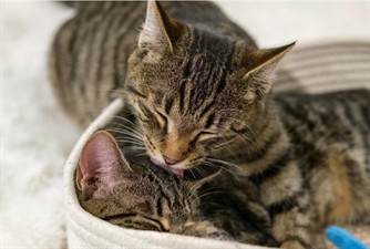 All the Single Kitties