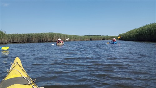 Join us for a Guided Swallow Paddle on the Lieutenant River
