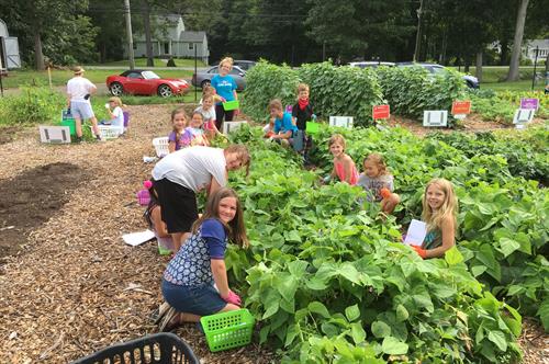 Gallery Image Harvesting_Beans.jpg