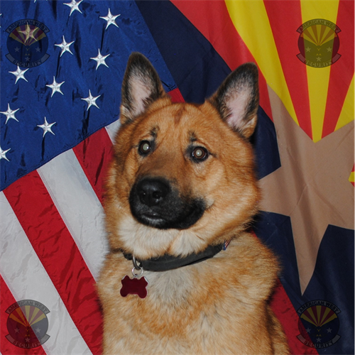 K9 Carlos, willing are ready to provide an aditional layer of security