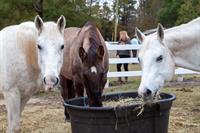 Hot Chocolate and Horses