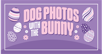 Dog Photos with the Bunny