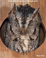 Owl Prowl at Cowan Lake State Park