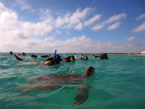 Snorkel with sea turtles in the Carribean