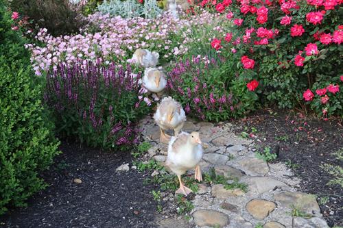 Gallery Image ducks.jpg