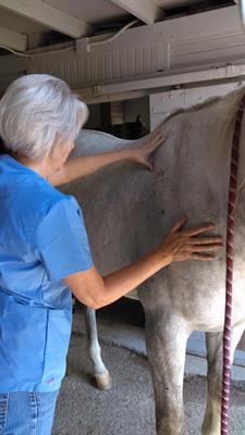 Day Six Animal Massage & Acupressure, LLC Day Six Animal Massage & Acupressure, LLC