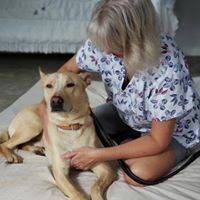 Canine Massage and Energy Work