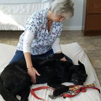 Canine Massage & Energy Sweep Canine Massage & Energy Sweep