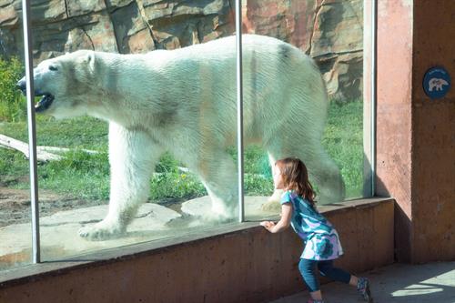 MP-Squared provided the structural design for the Arctic Exhibit at the Henry Vilas Zoo, an initiative to “bring the bears back to Madison.” The expansive project included new bear and seal holding buildings, a restaurant for indoor dining overlooking the bear yard, and two pools, one for the bears and one for seals, both with underwater viewing areas. We also provided retaining wall design for enclosing two new bear yards, as well as design services for several viewing area structures.