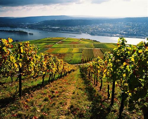 French Wine Country