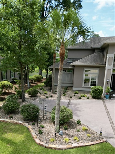 Palm Tree Trim