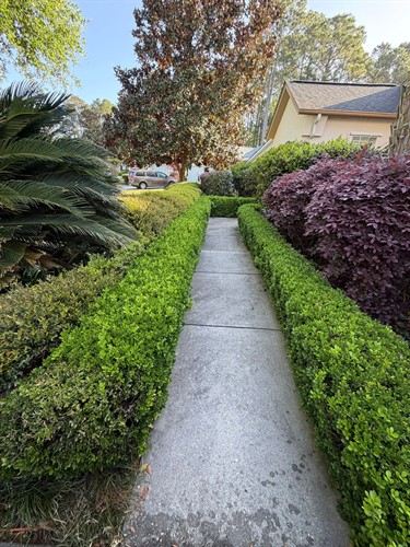 Hedging and Lawncare