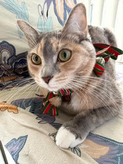 Lovely Ashtail was enjoying some loving care during the holidays