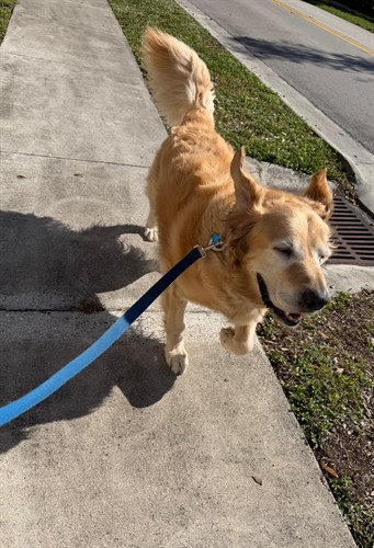 Oh Happy days... with Cooper