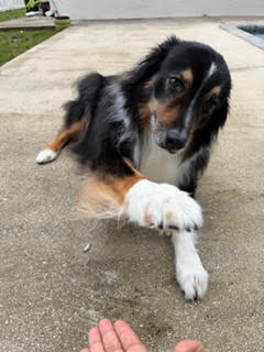 Jax gives us high fives and his trust 