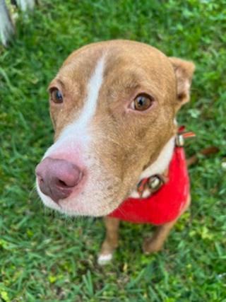 Canela was loving her Christmas Outfit (2022)